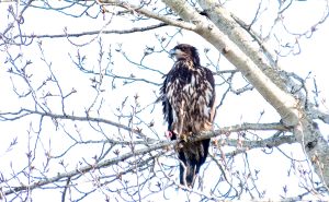 A bird sitting in a leafless tree