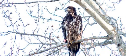 Eagle in a tree